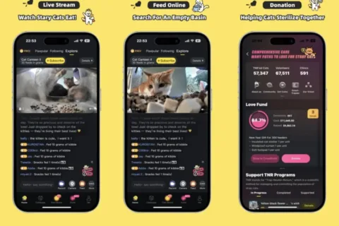 登上泰国社交榜Top1，中国团队专为流浪猫设计的App，何以打动海外爱猫人士？