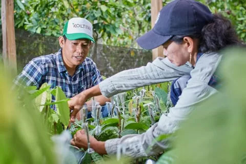 科尔蒂瓦公司推出欧盟反森林砍伐法规新工具