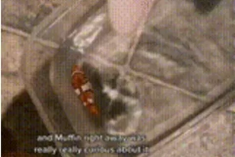 单话题破千亿曝光！TikTok上的小萌物撬动大商机？