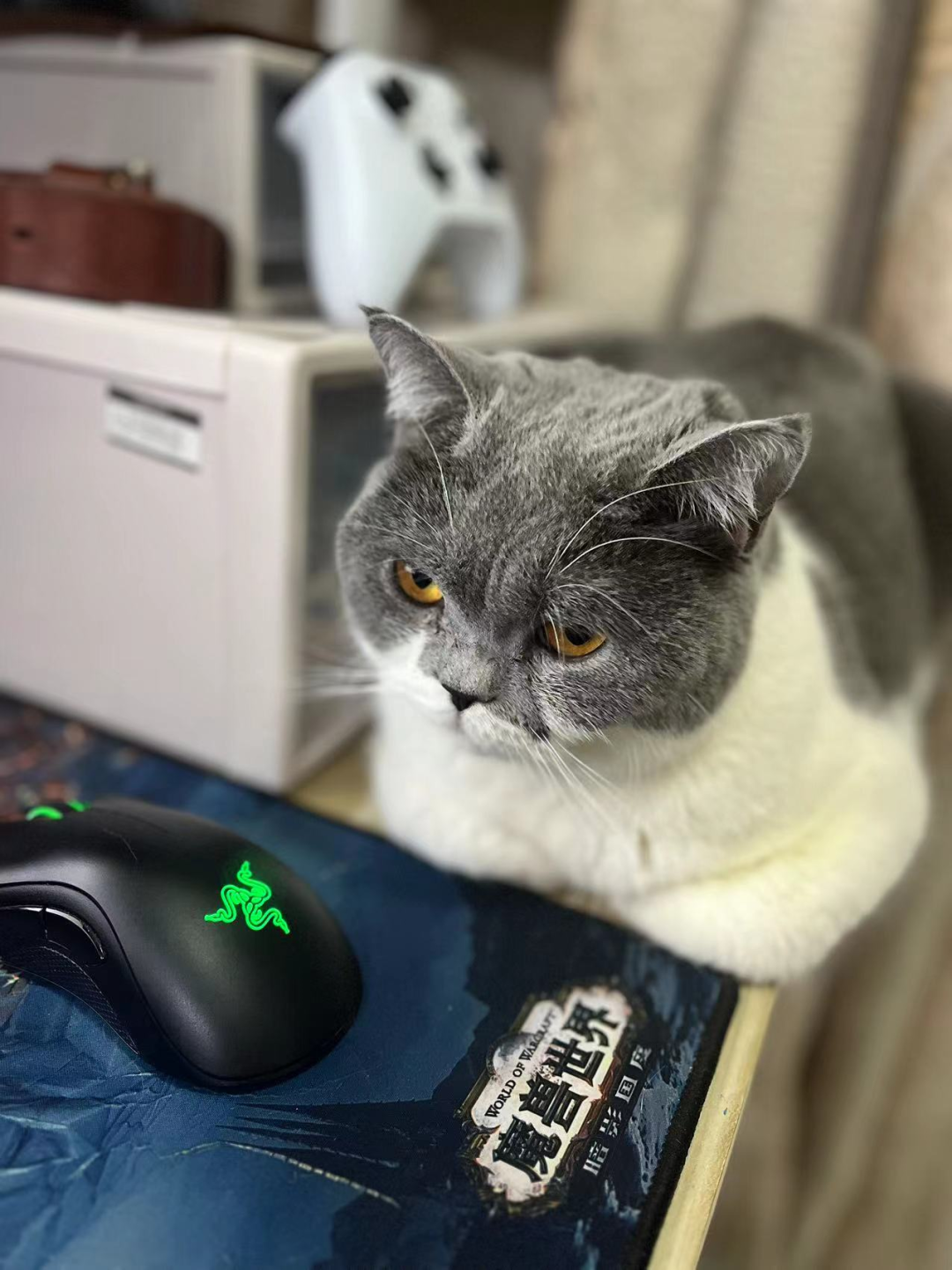 这款火到「炸服」的新游，可能踩准了时代的情绪