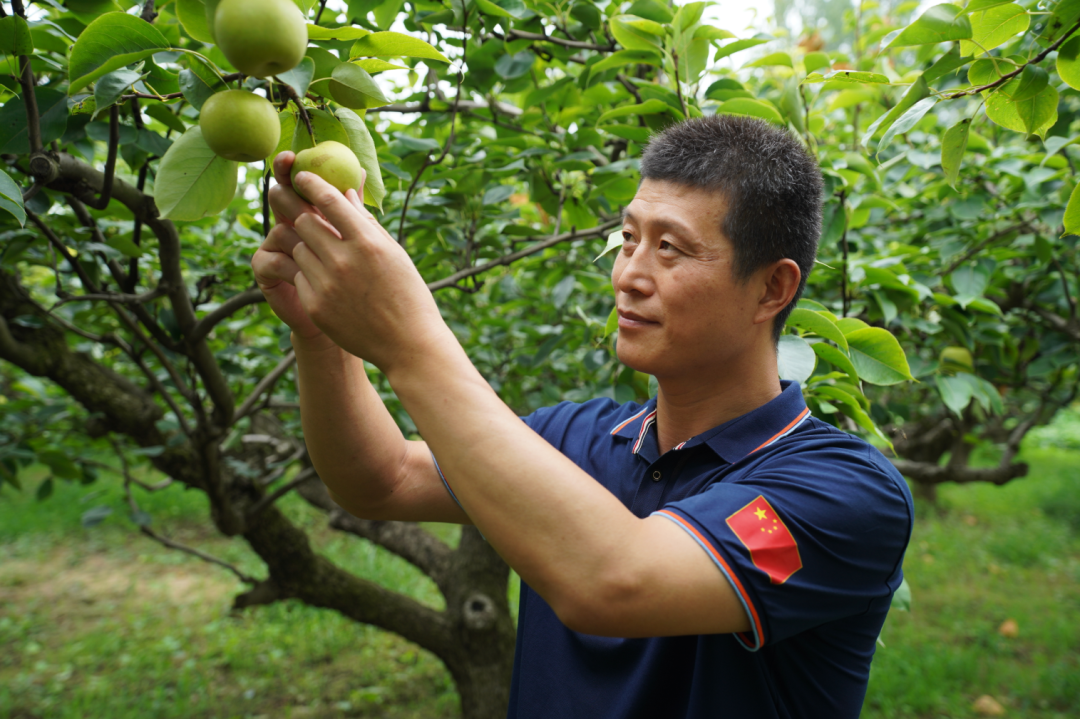迭代：一颗砀山梨背后的产业竞争格局