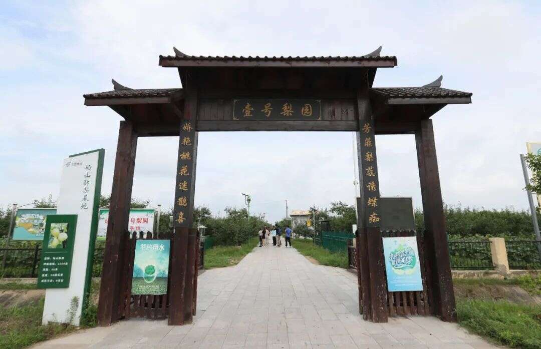 迭代：一颗砀山梨背后的产业竞争格局