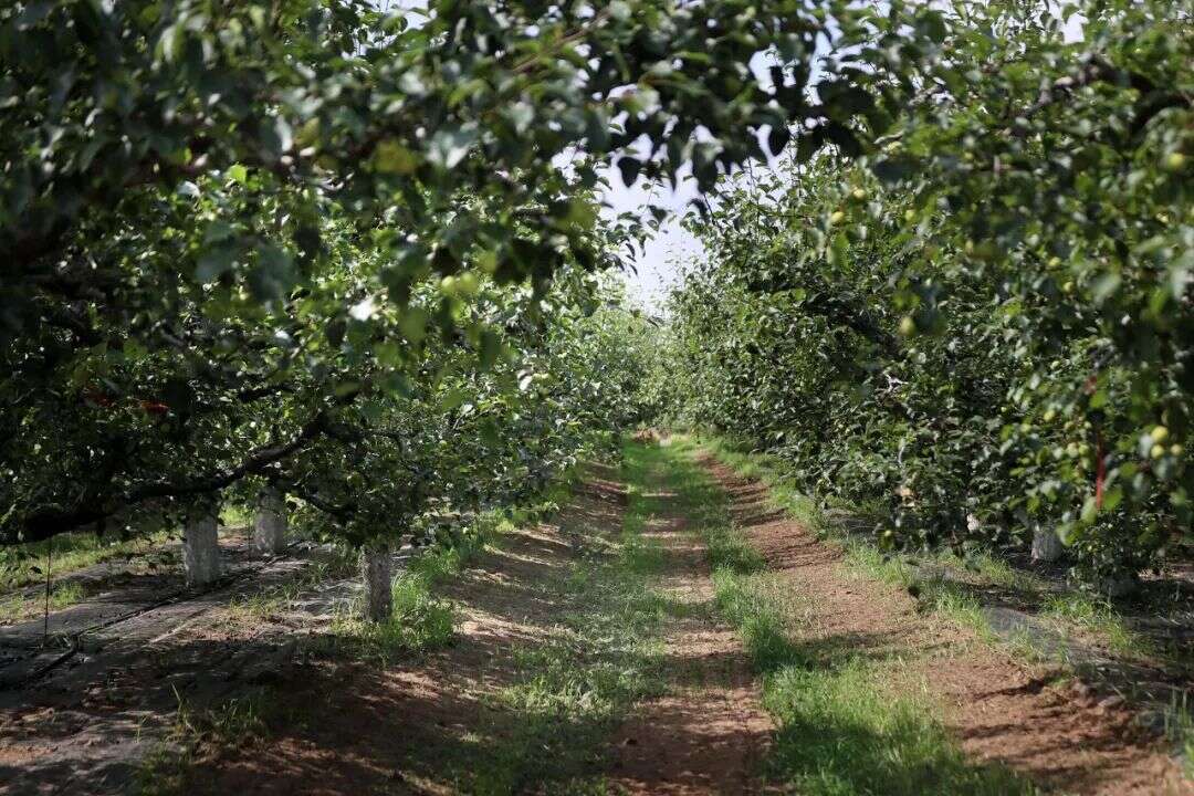 迭代：一颗砀山梨背后的产业竞争格局