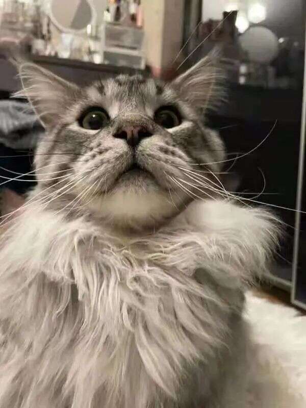 做了无数休闲游戏爆款后，他们现在要做独一无二的二次元联机竞技游戏