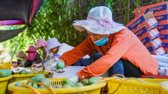 从海外婚礼定制专家到芒果电商：一位85后北京CEO的转型之路