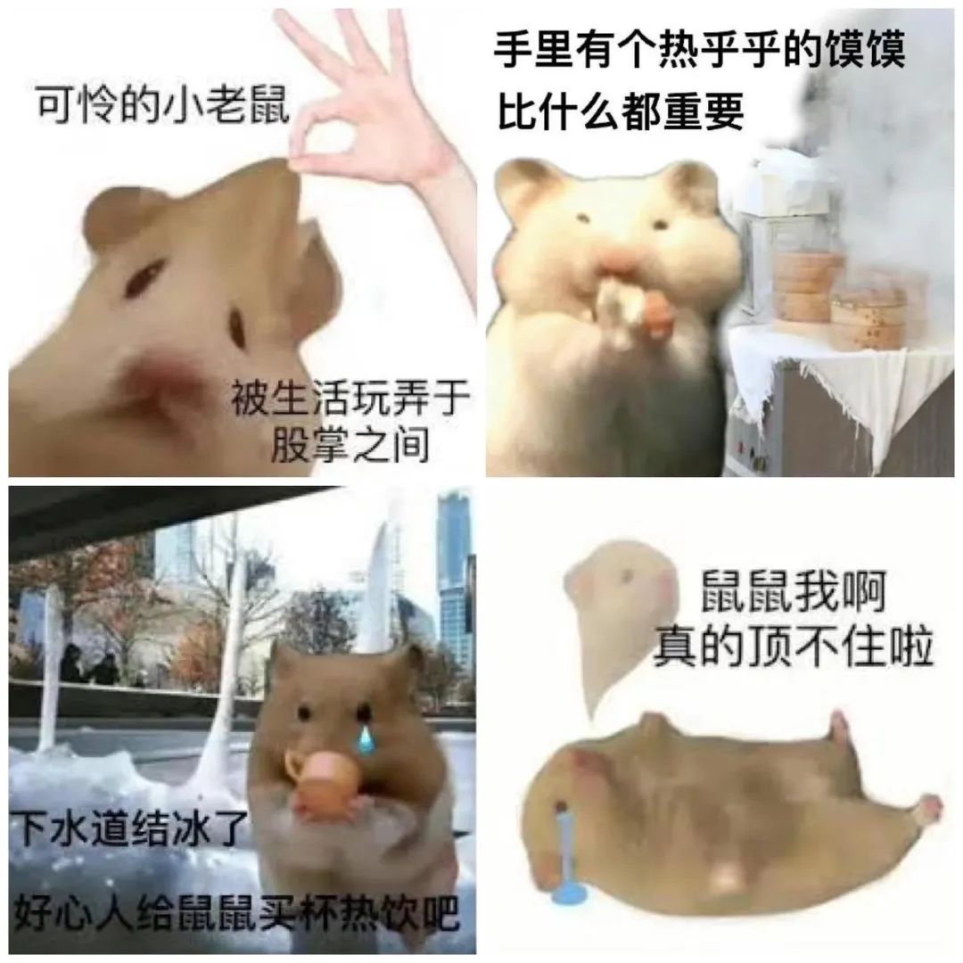 别总盯着猫猫狗狗，小宠物用品出海也是门大生意