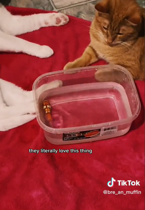 单话题破千亿曝光！TikTok上的小萌物撬动大商机？