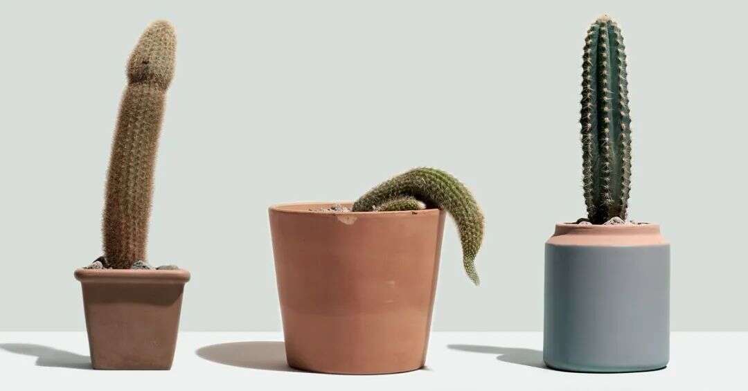 品牌案例|年售5亿美金！解决男性“难言之隐”的护理品牌Hims在北美杀疯了