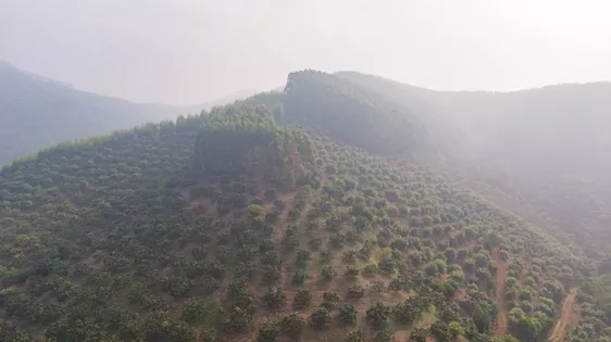 从海外婚礼定制专家到芒果电商：一位85后北京CEO的转型之路