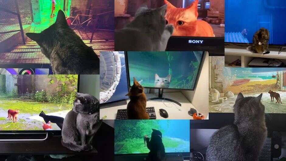 给宠物选购电子游戏，是铲屎官要研究的新学问