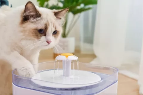 5000元猫砂盆，收割上亿铲屎官？