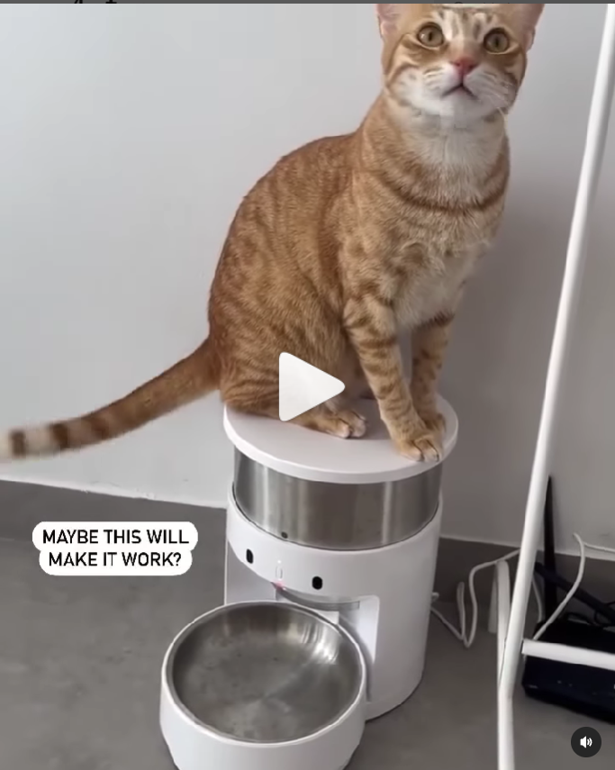 宠物赛道，他跑出年销5亿的速度