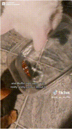 单话题破千亿曝光！TikTok上的小萌物撬动大商机？