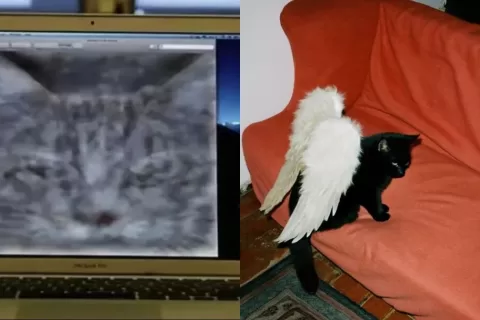 全球最鲜活的AI小猫来了