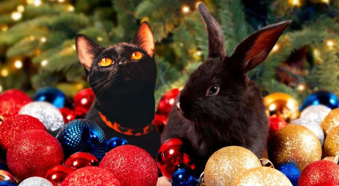 兔年装饰品火出圈！俄罗斯人狂买“猫兔”形象节日用品