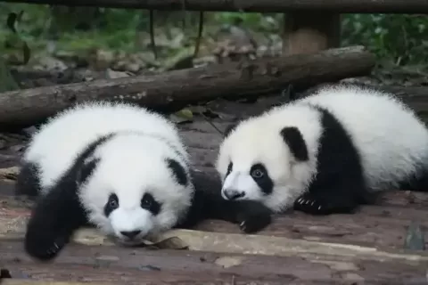 Pandabuy：出海电商创业2年利润过亿，反向海淘新风口？