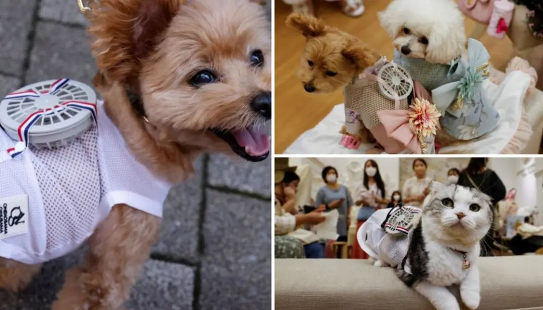 热点趋势 | 全球或迎“史上最热夏天”，中国消暑电器走红海外