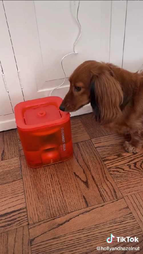 跨境观察丨“它经济”逆流出海，这家跨境品牌去年融资5000万美元