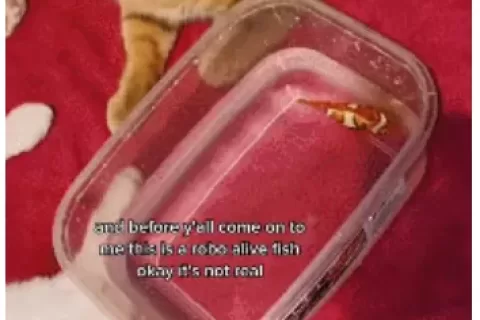 爆款猫玩具走红TikTok，5天播放破千万！