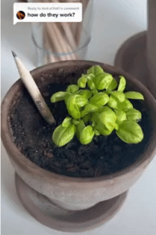 神奇铅笔可种植开花！品牌在TikTok涨粉15万，亚马逊一度卖断货