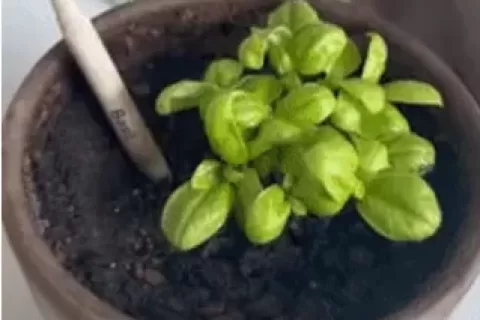 神奇铅笔可种植开花！品牌在TikTok涨粉15万，亚马逊一度卖断货