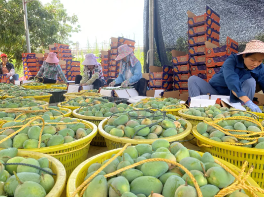 从海外婚礼定制专家到芒果电商：一位85后北京CEO的转型之路