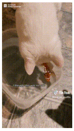 单话题破千亿曝光！TikTok上的小萌物撬动大商机？