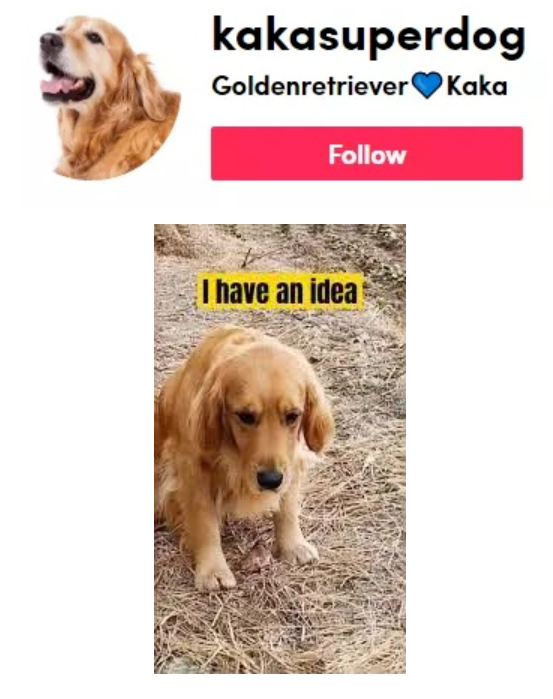 单话题破千亿曝光！TikTok上的小萌物撬动大商机？