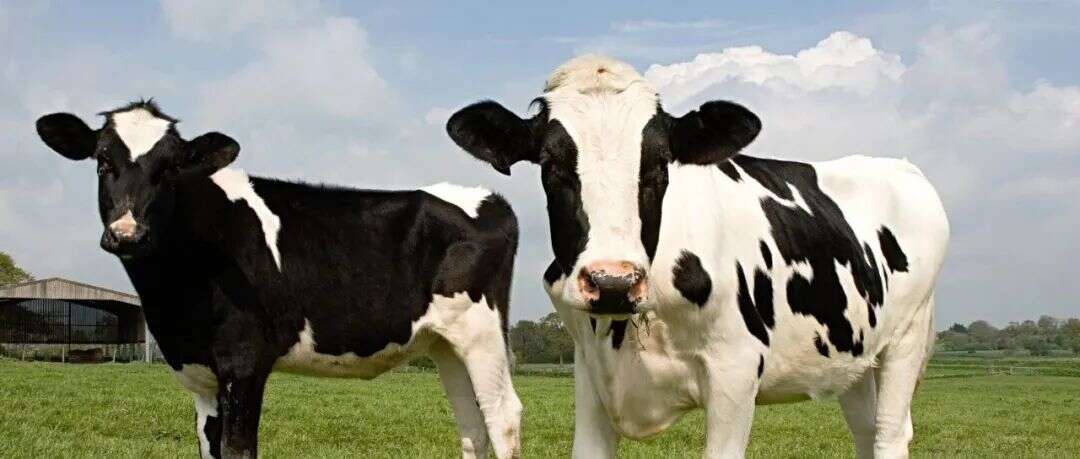 全网追捧！TikTok超4500万人围观，这头牛为什么这么火？