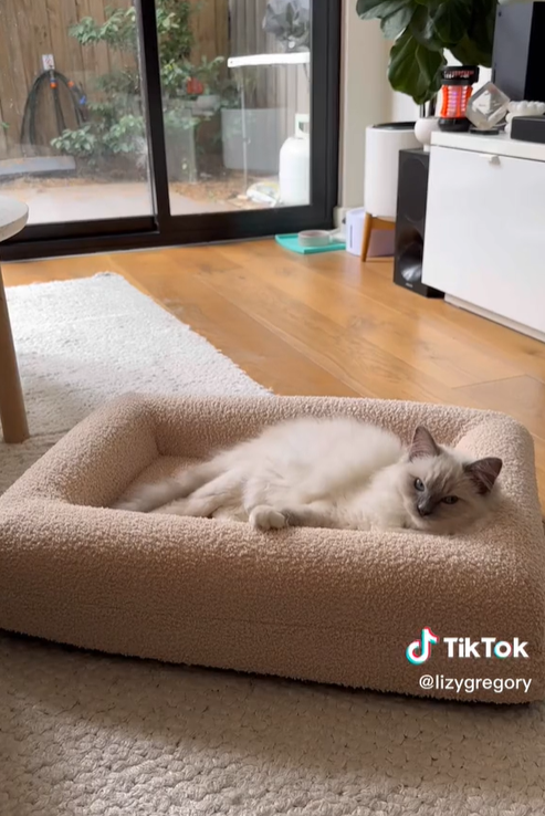 单话题破千亿曝光！TikTok上的小萌物撬动大商机？