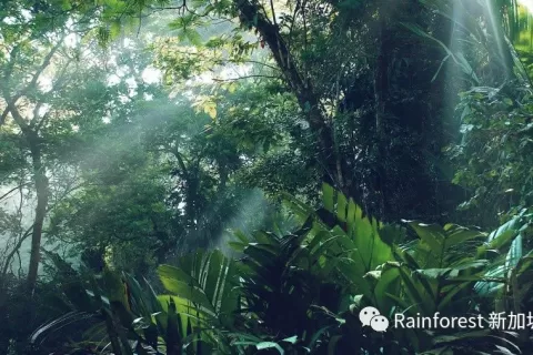 雨林Rainforest获新一轮4500万美元A轮融资，聚焦母婴家居类目