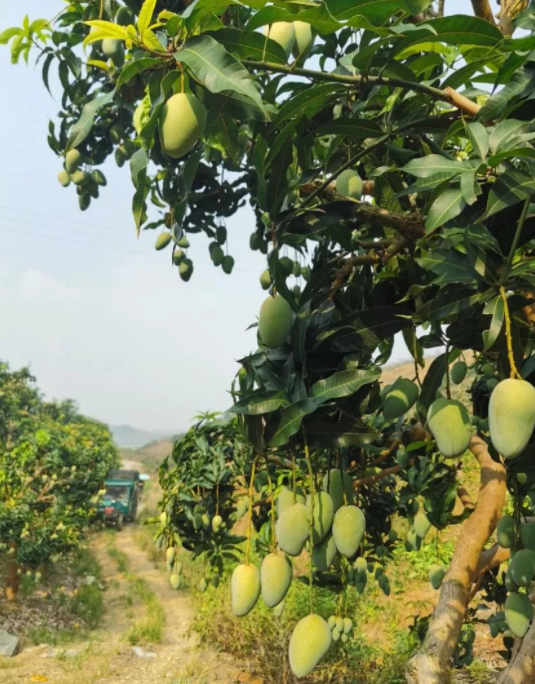 从海外婚礼定制专家到芒果电商：一位85后北京CEO的转型之路